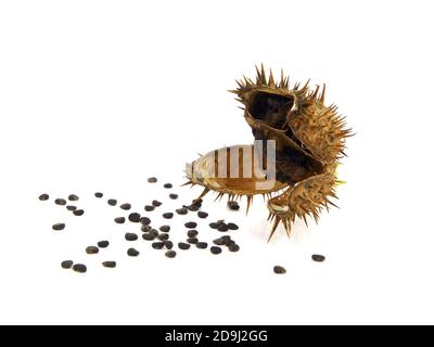 Hülse und Samen von Jimson Weed isoliert auf weißem Hintergrund. Datura stramonium Stockfoto