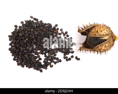 Hülse und Samen von Jimson Weed isoliert auf weißem Hintergrund. Datura stramonium Stockfoto