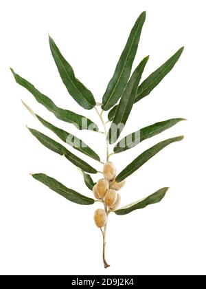 Zweig des russischen Olivenbaums mit reifen Früchten isoliert auf weiß, Elaeagnus angustifolia Stockfoto