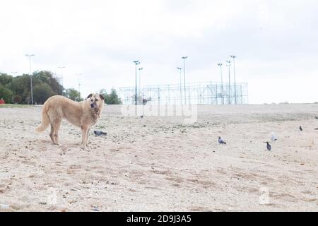 Streunender Hund, der auf dem Sand am öffentlichen Strand steht Stockfoto