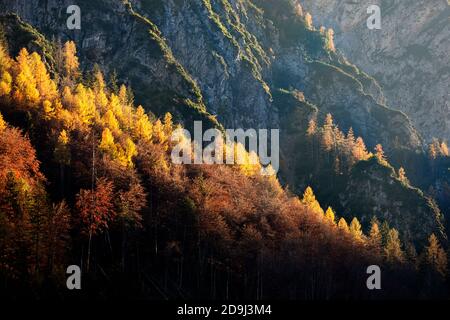 Herbstbäume in alpiner Landschaft Stockfoto