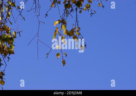 Zweige einer Birke (Betula) im Herbst mit gelben Herbstblättern und Kätzchen in einem niederländischen Garten. Niederlande, Oktober Stockfoto