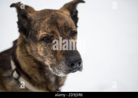 Alter Hund sieht skeptisch aus, deutscher Schäfermix Stockfoto