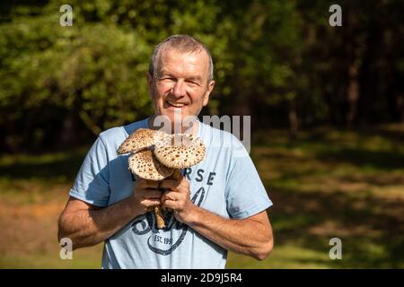 Jantar, Polen - 11. September 2020: Reifer Sonnenpilz Macrolepiota procera oder Lepiota procera in der Hand des Pilzsammler Stockfoto