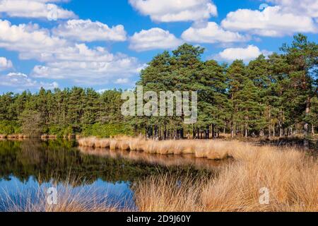 AX Teich mit Juncus Rushes. Frensham Common, Rushmoor, Surrey, England, Großbritannien. Stockfoto