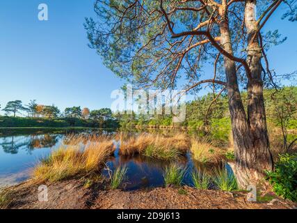 AX Pond, Frensham Common, Rushmoor, Surrey, England, Großbritannien. Stockfoto