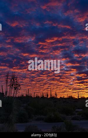 Ein strahlender Sonnenaufgang in der Sonoran Wüste Stockfoto