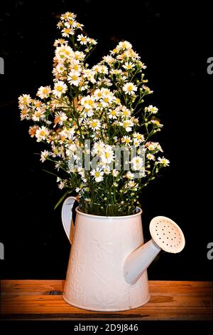 Ein Bouquet von wilder Kamille und Gänseblümchen in einer weiß emaillierten Gießkanne. Erinnert an eine rustikale Landhausgarten-Szene. Stockfoto