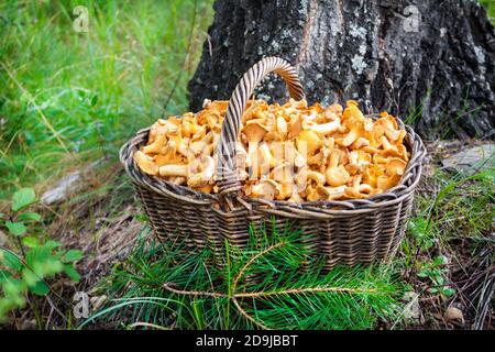 Weidenkorb mit Waldpilzen Pfifferlinge auf Birkenstamm Hintergrund Stockfoto