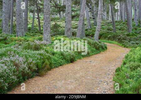 Weg durch Wälder im Ballochbuie Forest, Teil des Balmoral Estate, in der Nähe von Braemar, Aberdeenshire, Schottland. Stockfoto