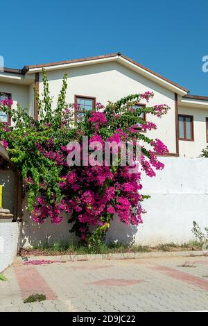 Schöne Blumen an der Wand der engen Seitenstraßen mit weißen Häusern. City Of Side. Türkei. Stockfoto