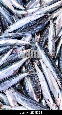 Hintergrundtextur von frischen gesunden ganzen rohen Sardinen oder Sardinen In Nahaufnahme in Vollbildansicht Stockfoto