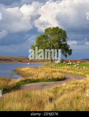 Einspurige Straße neben Lochindrob, Badenoch und Strathspey, Highland, Schottland. Stockfoto