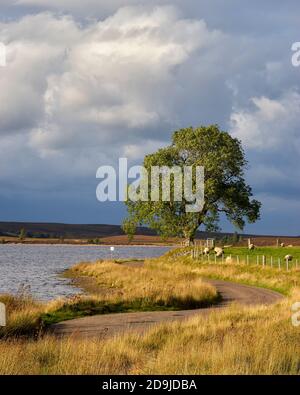 Einspurige Straße neben Lochindrob, Badenoch und Strathspey, Highland, Schottland. Stockfoto