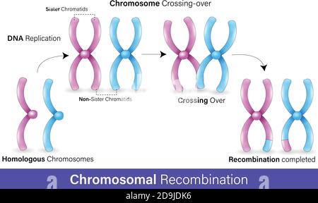 Mechanismus der Rekombination in Chromosomen im weißen Hintergrund Konzeptvektor Design Stock Vektor