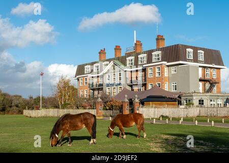 Zwei New Forest Ponys grasen vor dem Balmer Lawn Hotel in der Nähe von Brockenhurst im New Forest National Park, Hampshire, Großbritannien Stockfoto