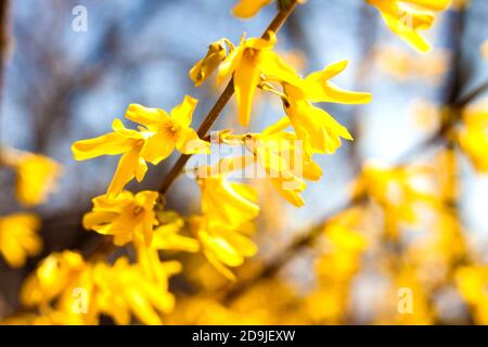 Filiale der Blüte Cotoneaster closeup auf blauen Himmel Hintergrund Stockfoto