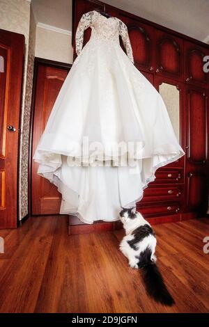 Die Katze sitzt neben dem Brautkleid Stockfoto