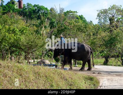 Der Elefant trägt den Thai am Hals entlang der Straße zwischen grünen Büschen und Gras Stockfoto