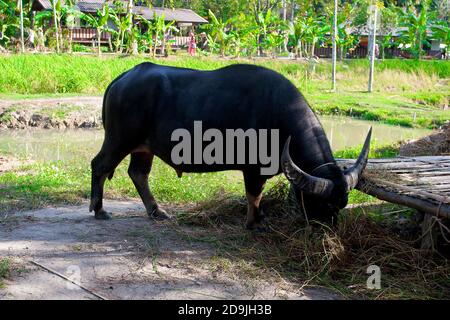 Großer schwarzer Büffel, der Heu isst in einem Safaripark in Thailand. Der Stier weidet Stockfoto