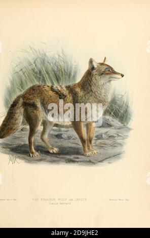 Der Kojote (Canis latrans) ist eine in Nordamerika heimische Hundeart. Er ist kleiner als sein naher Verwandter, der Wolf, und etwas kleiner als der nahe verwandte östliche Wolf und der rote Wolf. Er füllt viel von der gleichen ökologischen Nische wie der Goldschakal in Eurasien, obwohl er größer und räuberischer ist, und er wird manchmal von Zoologen als der amerikanische Schakal bezeichnet. Andere Namen für die Art, größtenteils historisch, sind der Präriewolf und der Pinselwolf. Aus dem Buch Hunde, Schakale, Wölfe und Füchse EINE Monographie der Canidae [aus dem Lateinischen, Canis, 'Hund') ist eine biologische Familie von Stockfoto