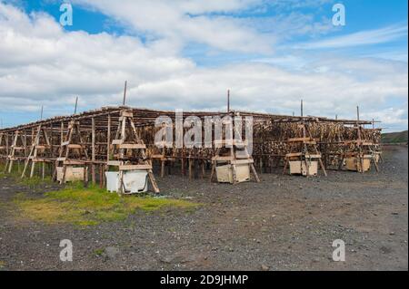 Stockfisch Kabeljau Trocknen in der Sonne hängen auf der Holzkonstruktion, Island Stockfoto