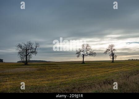 Drei Bäume silhouetted gegen einen Winterhimmel Stockfoto