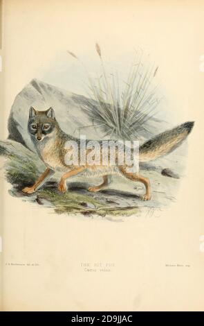 Der Kit-Fuchs (Vulpes macrotis [hier als Canis velox]) ist eine Fuchsart Nordamerikas. Seine Reichweite liegt vor allem im Südwesten der Vereinigten Staaten und Nord-und Zentralmexiko. Einige Säugetierer klassifizieren es als konspezifisch mit dem schnellen Fuchs, V. velox, aber molekulare Systematik implizieren, dass die beiden Arten sind verschieden. Er wird auch als amerikanischer Fennec-Fuchs bezeichnet, weil er große Ohren aus dem Buch Hunde, Schakale, Wölfe und Füchse HAT.EINE Monographie der Canidae [aus dem Lateinischen, canis, 'Hund') ist eine biologische Familie hundeähnlicher Fleischfresser. Ein Mitglied dieser Familie wird ein Canid genannt] von George Mivart, F.R Stockfoto