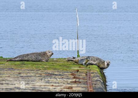 Hafenrobbe - Phoca vitulina, gemeines Meeressäuger aus den Meeresküsten der nördlichen Hemisphäre, Shetlands, Schottland, Vereinigtes Königreich. Stockfoto