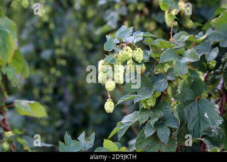 Hopfenblumen wachsen auf Hopfenrebe, Bishopsbourne, Canterbury, Kent, England, Vereinigtes Königreich Stockfoto