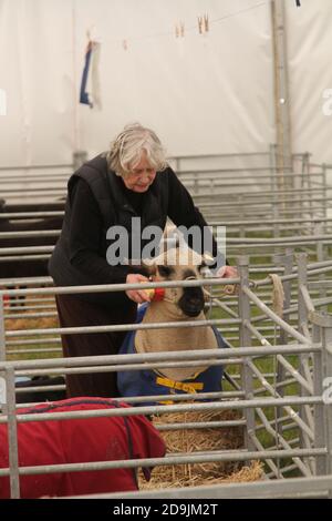 Ayr Agricultural Cattle Show, Ayrshire, Schottland. Großbritannien auf der Rennstrecke Ayr. Die jährliche Show bietet Viehzucht und Wettbewerbe. Eine mit Spannung erwartete jährliche Veranstaltung, bei der sich die Bauernschaft treffen kann. Die Show schloss immer mit einer Ausstellung und Prozession von preisgekrönten Tieren und Tieren, darunter Pferde, Rinder, Ziegen, Schafe mit dem letzten Preis des Champions Stockfoto