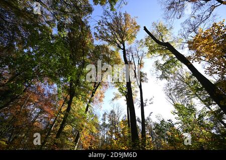 05. November 2020, Hessen, Frankfurt/Main: Die Blätter und Baumkronen des Frankfurter Stadtwaldes zeigen sich in Herbstfarben. Der hessische Umweltminister stellt den Waldzustandsbericht für Hessen vor. Laut dem Ministerium bestätigt der diesjährige Bericht den schlechten Zustand des heimischen Waldes. Foto: Arne Dedert/dpa Stockfoto