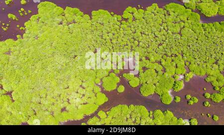 Tropische Mangroven grünen Baum Wald Blick von oben, Bäume, Fluss. Mangrovenlandschaft. Tolle Santa Cruz Insel. Zamboanga, Mindanao, Philippinen. Stockfoto