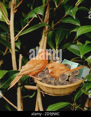 RED KANARISCHEN IM NEST MIT EURO SYMBOL BILD Stockfoto