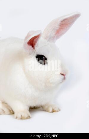 HOTOT KANINCHEN, EINE FRANZÖSISCHE RASSE AUS DER NORMANDIE Stockfoto