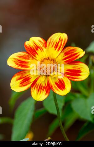 Dahlia 'Pooh Swan Island' eine orange gelbe Blume Sommerblume Tuber Pflanze Stock Foto Bild Stockfoto