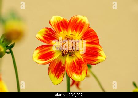 Dahlia 'Pooh Swan Island' eine orange gelbe Blume Sommerblume Tuber Pflanze Stock Foto Bild Stockfoto