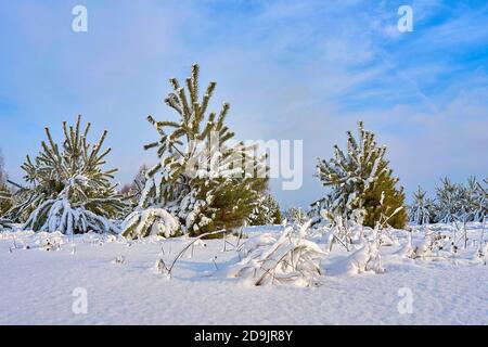 Kleine Pinien mit Schnee bedeckt Stockfoto