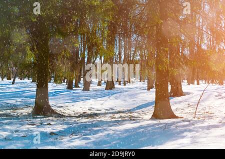 Winterlandschaft mit fallendem Schnee - sonniger Winterpark mit Schneefall über Winterbäumen. Winterszene mit Schneefall Stockfoto