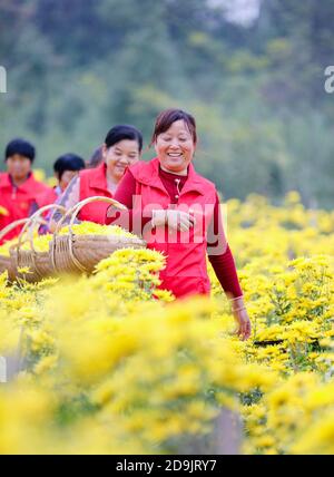 Die Bauern nutzen das gute Wetter, um Chrysanthemen zu ernten, zu sortieren und zu trocknen, um das Einkommen in Tongling City, Ostchinas Provinz Anhui, 28 OC, zu erhöhen Stockfoto
