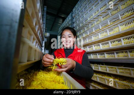 Die Bauern nutzen das gute Wetter, um Chrysanthemen zu ernten, zu sortieren und zu trocknen, um das Einkommen in Tongling City, Ostchinas Provinz Anhui, 28 OC, zu erhöhen Stockfoto