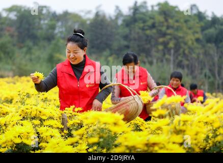 Die Bauern nutzen das gute Wetter, um Chrysanthemen zu ernten, zu sortieren und zu trocknen, um das Einkommen in Tongling City, Ostchinas Provinz Anhui, 28 OC, zu erhöhen Stockfoto
