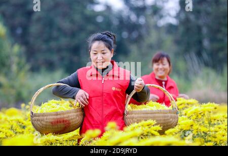 Die Bauern nutzen das gute Wetter, um Chrysanthemen zu ernten, zu sortieren und zu trocknen, um das Einkommen in Tongling City, Ostchinas Provinz Anhui, 28 OC, zu erhöhen Stockfoto