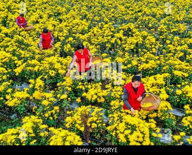 Die Bauern nutzen das gute Wetter, um Chrysanthemen zu ernten, zu sortieren und zu trocknen, um das Einkommen in Tongling City, Ostchinas Provinz Anhui, 28 OC, zu erhöhen Stockfoto