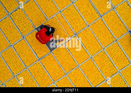 Die Bauern nutzen das gute Wetter, um Chrysanthemen zu ernten, zu sortieren und zu trocknen, um das Einkommen in Tongling City, Ostchinas Provinz Anhui, 28 OC, zu erhöhen Stockfoto