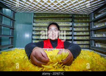 Die Bauern nutzen das gute Wetter, um Chrysanthemen zu ernten, zu sortieren und zu trocknen, um das Einkommen in Tongling City, Ostchinas Provinz Anhui, 28 OC, zu erhöhen Stockfoto