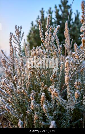 Calluna vulgaris, mit Eis bedeckte Heideblüten Stockfoto