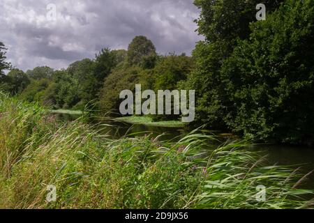 Spaziergang entlang des Royal Military Canal in Romney Marsh an einem bewölkten Sommertag. Üppiges Laub und wunderschöne Wildblumen Stockfoto