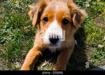 Hundeportrait in Georgien, Tageslicht und Outdoor Stockfoto