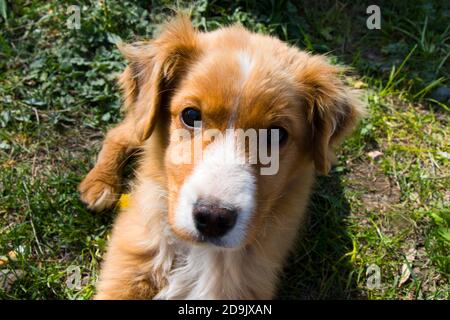 Hundeportrait in Georgien, Tageslicht und Outdoor Stockfoto